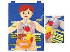 İç Organ Cırtlı Vücudumuz Kumaş Panosu