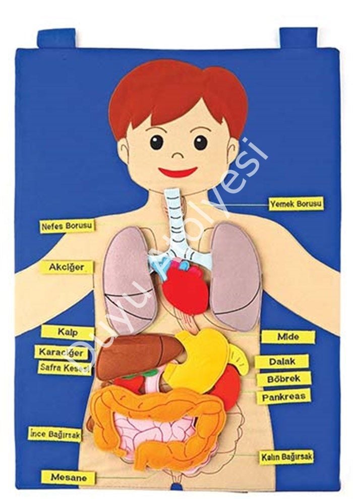 İç Organ Cırtlı Vücudumuz Kumaş Panosu